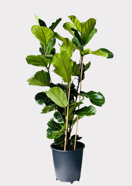 Ficus Lyrata Fiddle Leaf Fig in black pot – tall indoor plant – Rainbow Rosemead