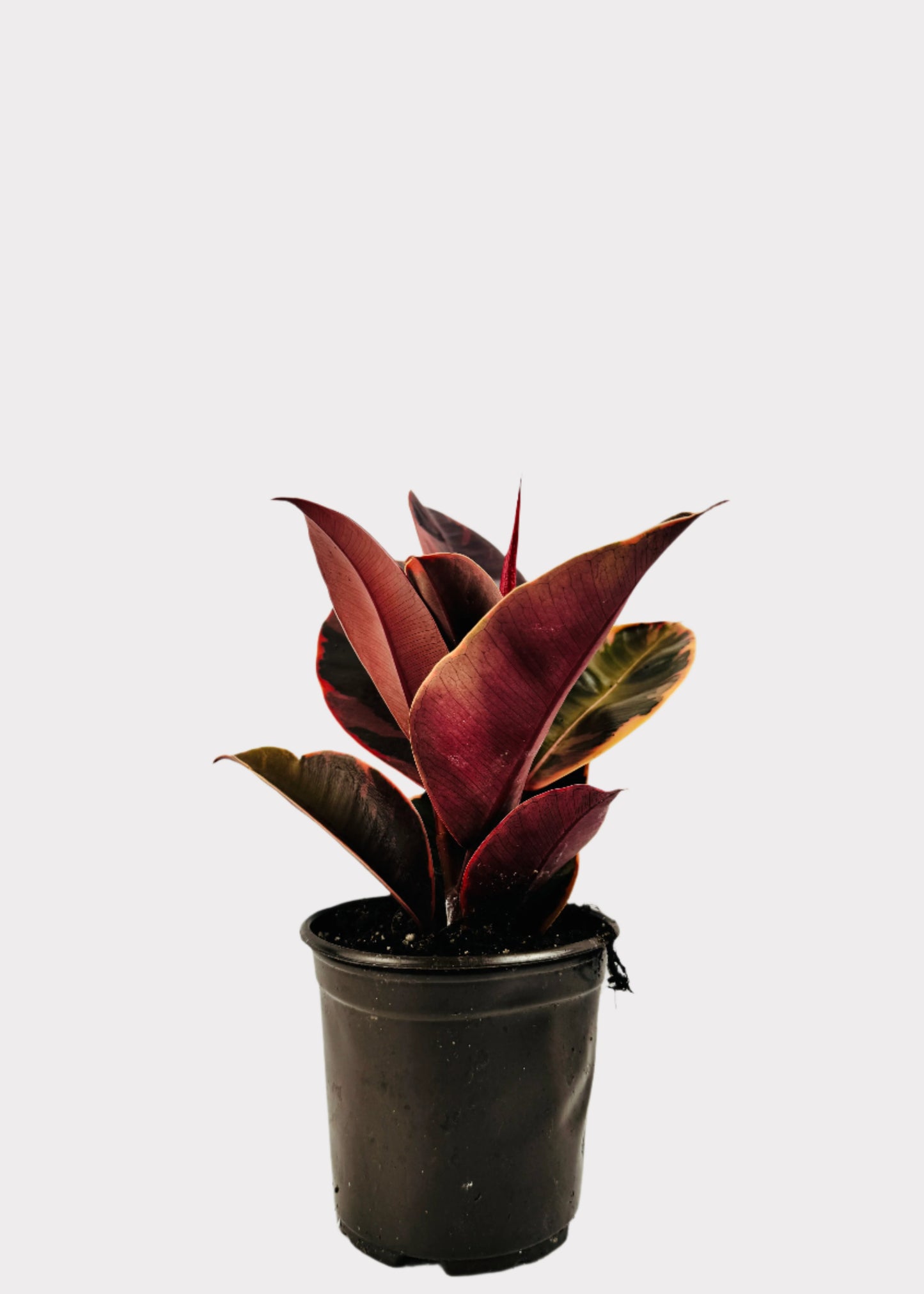 Ruby Rubber Plant in black plastic pot – full view – Rainbow Rosemead