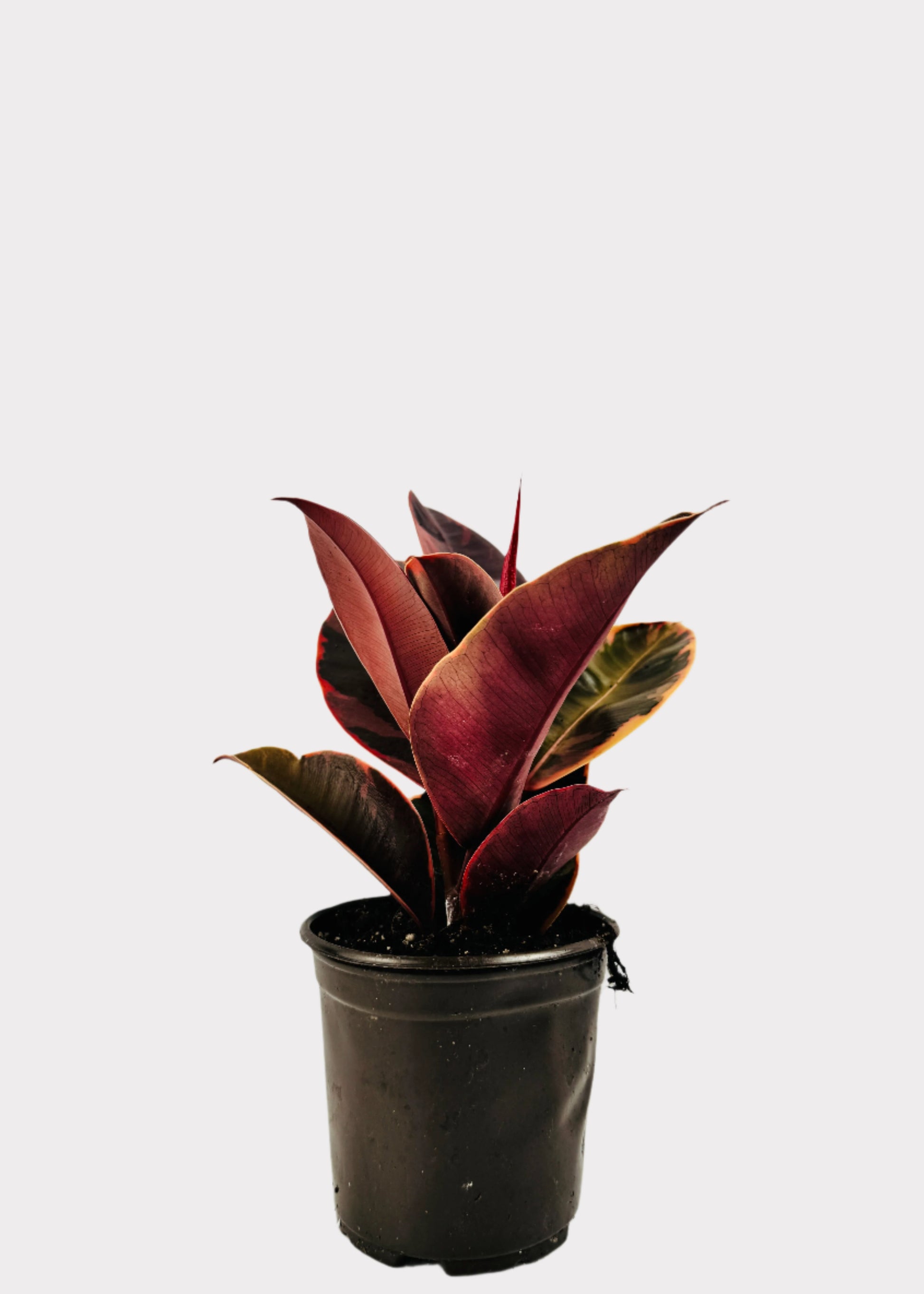 Ruby Rubber Plant in black plastic pot – full view – Rainbow Rosemead