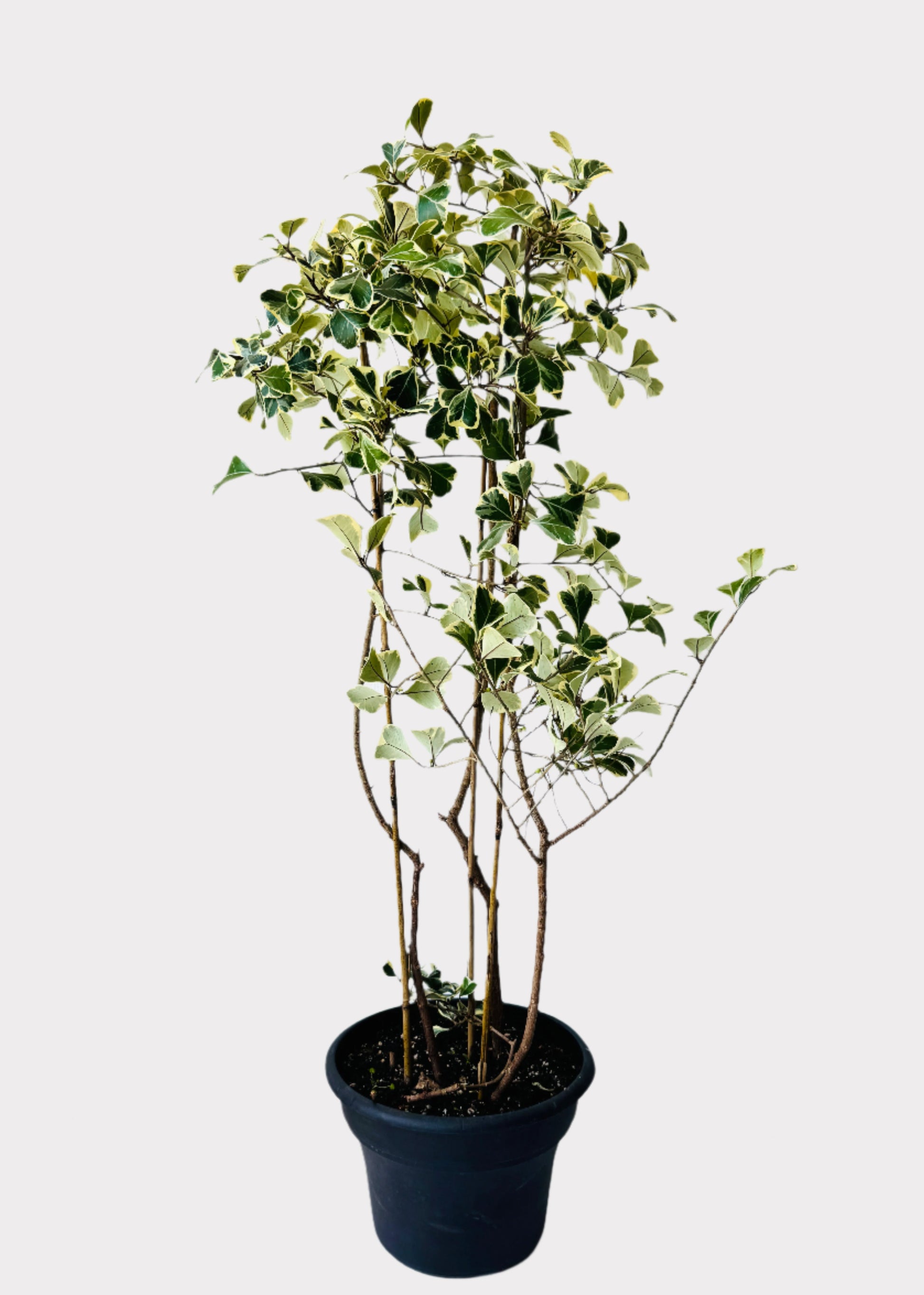 Tall Ficus Triangularis Variegated houseplant in plastic pot – front angle – Rainbow Rosemead