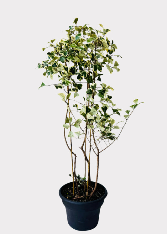 Tall Ficus Triangularis Variegated houseplant in plastic pot – front angle – Rainbow Rosemead
