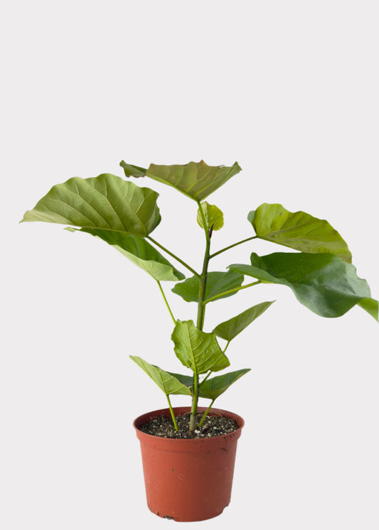 Ficus Umbellata plant in plastic pot – front view – Rainbow Rosemead