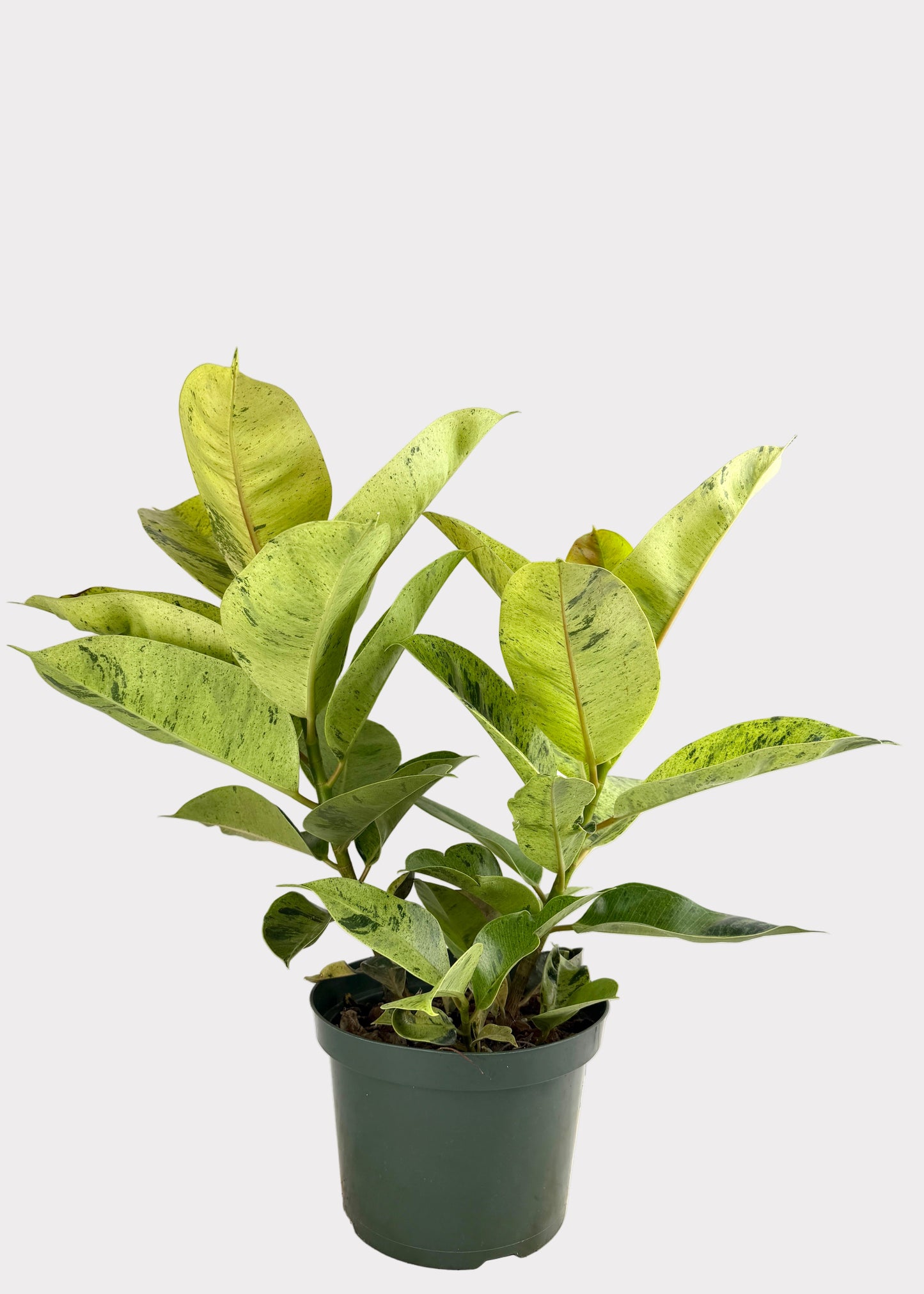 Ficus - Shivereana Moonshine