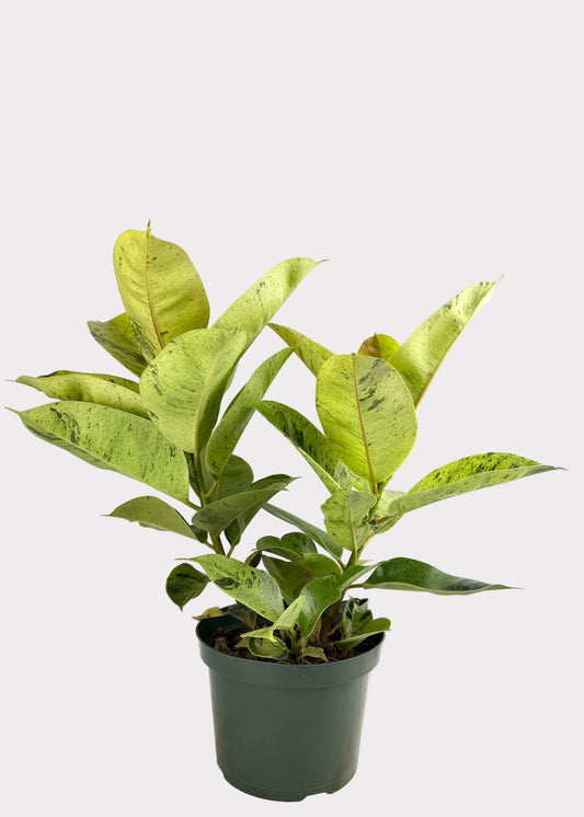 Ficus - Shivereana Moonshine