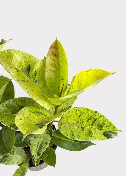 Ficus - Shivereana Moonshine