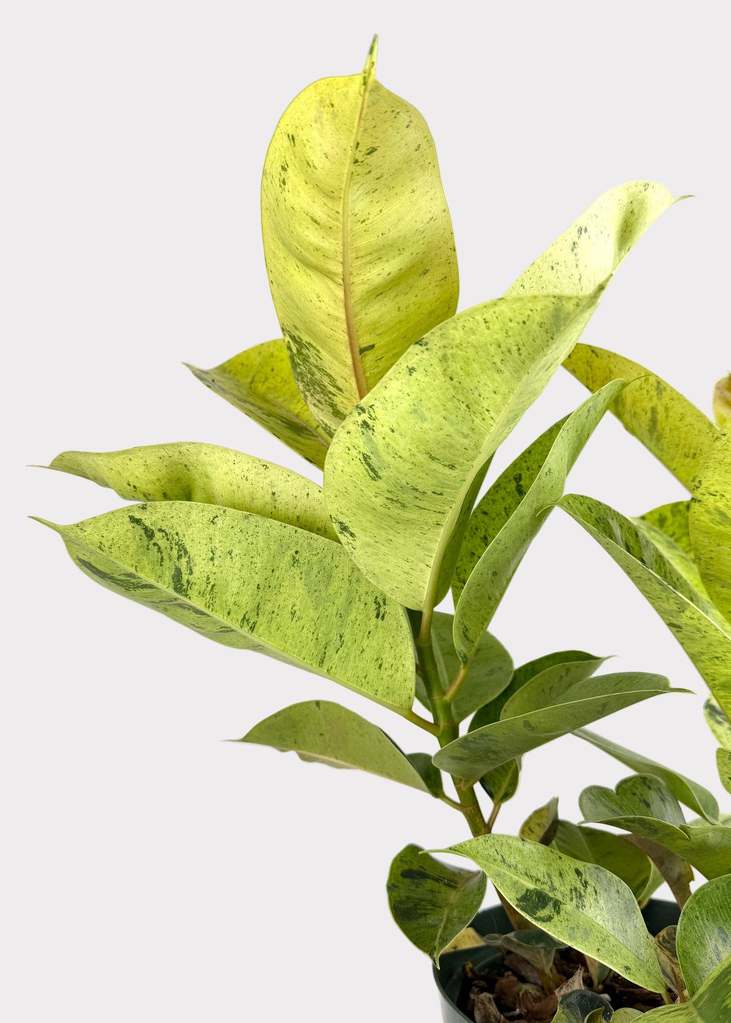 Ficus - Shivereana Moonshine