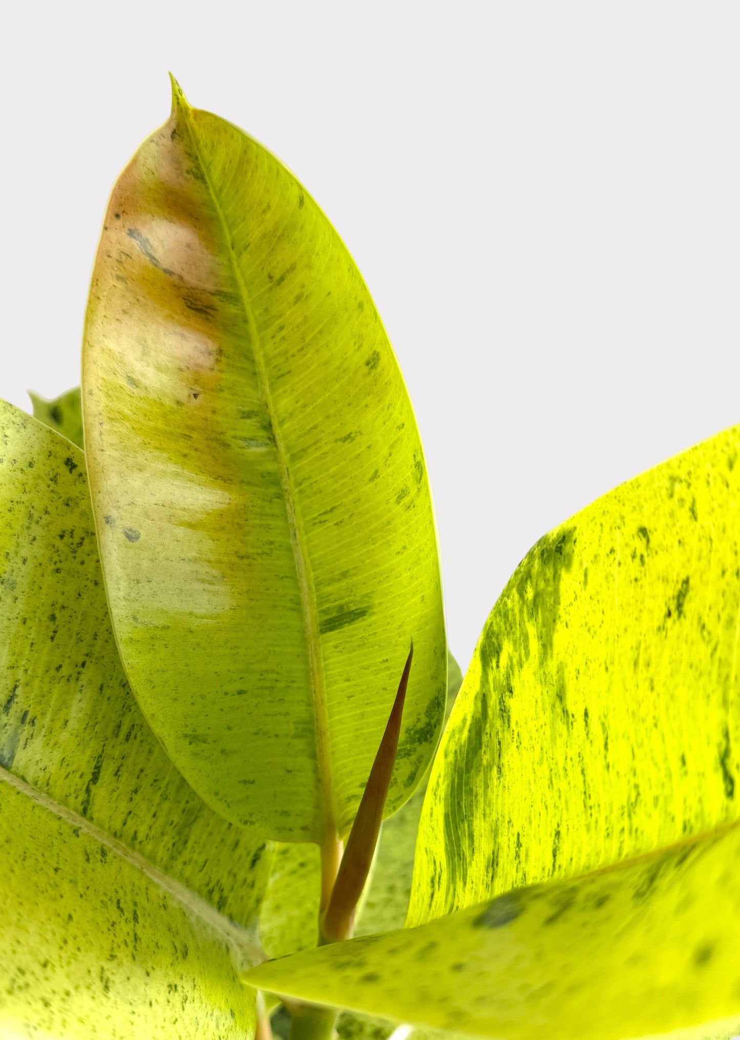 Ficus - Shivereana Moonshine