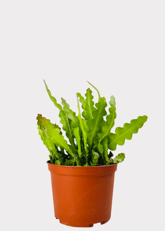 Fishbone Cactus in terracotta plastic pot – full view – Rainbow Rosemead
