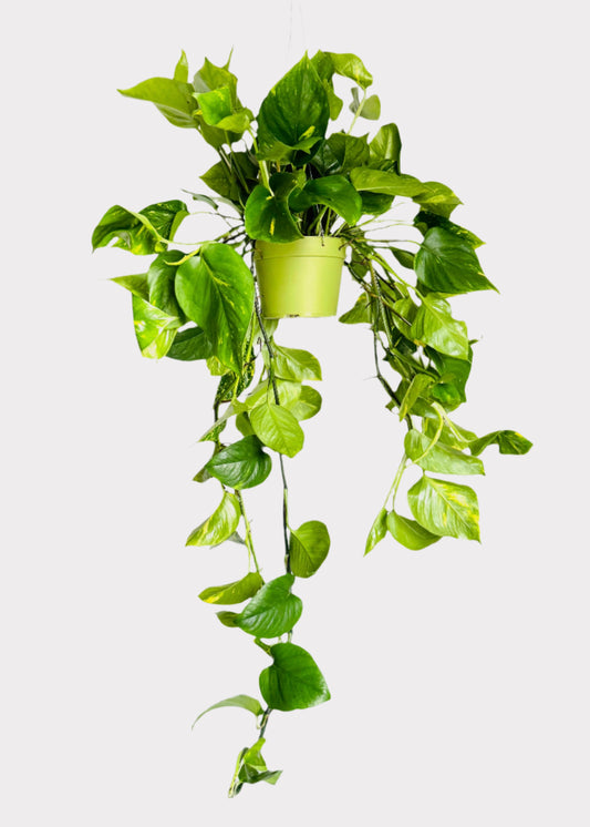 Golden Pothos plant in green hanging pot with cascading vines - full view – Rainbow Rosemead
