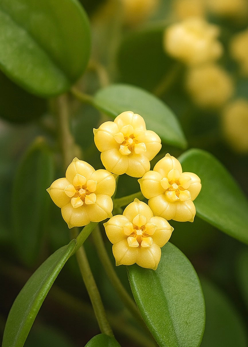Hoya Heuschkeliana