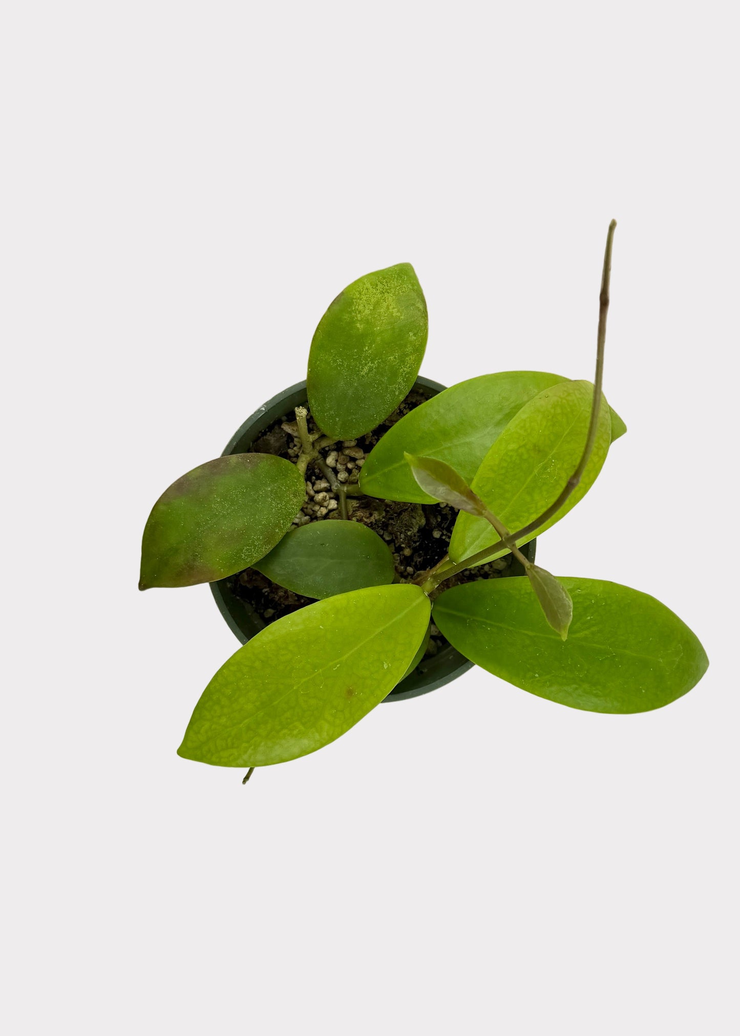 Hoya Mindorensis - Red