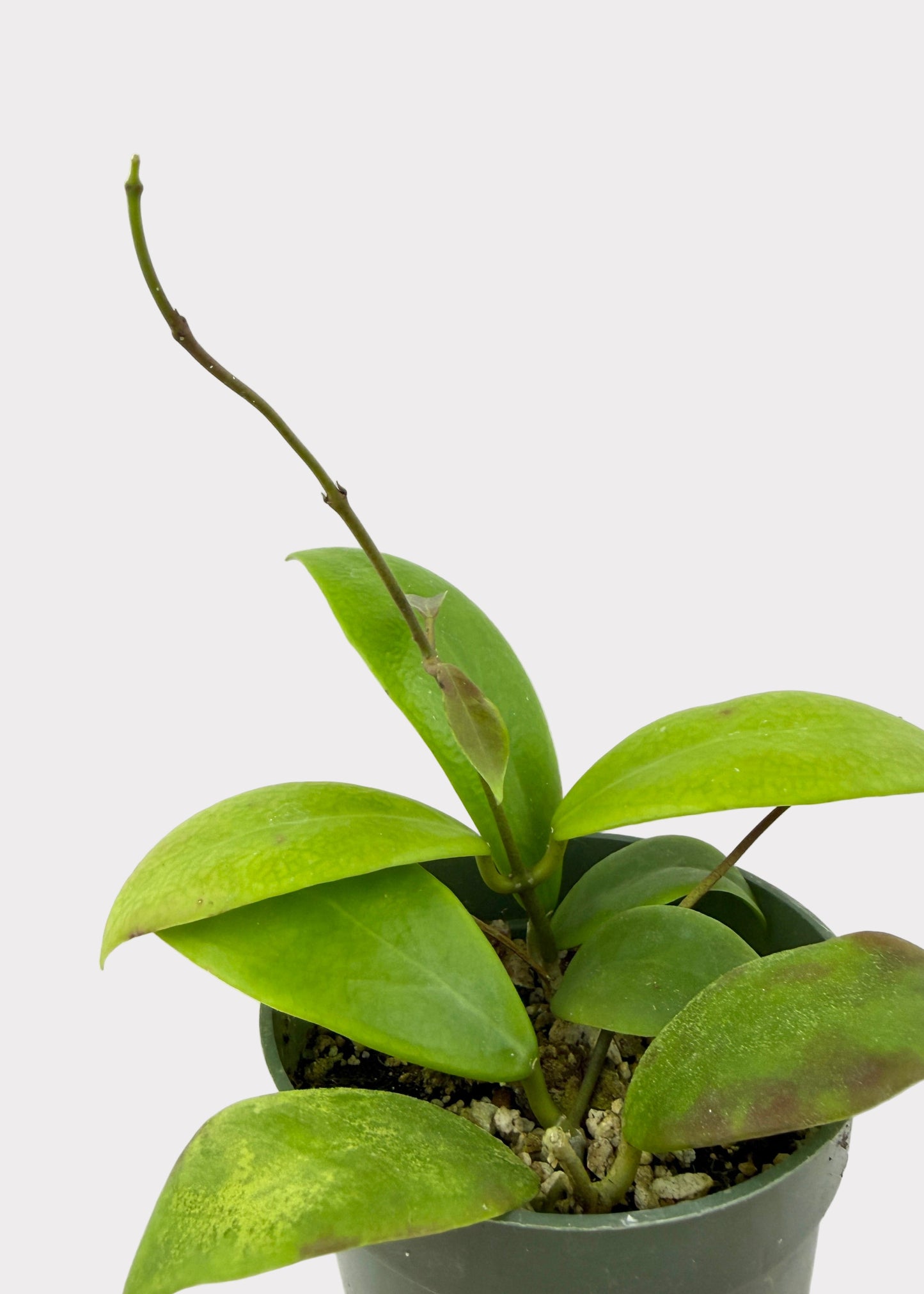 Hoya Mindorensis - Red