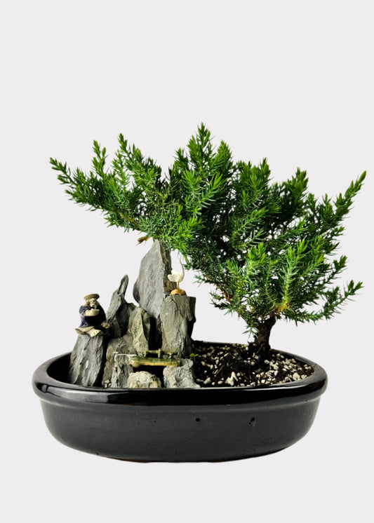 Juniper Bonsai with pond and figurine in black pot – full view – Rainbow Rosemead