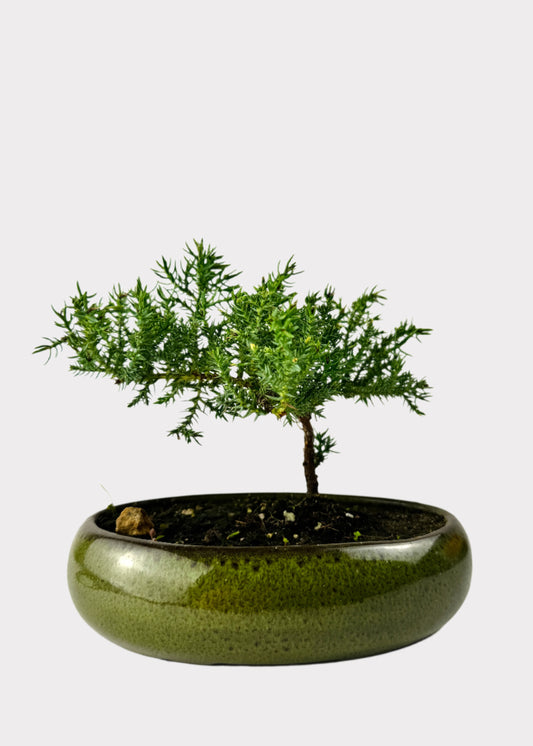 Juniper Bonsai Starter in green pot – full view – Rainbow Rosemead