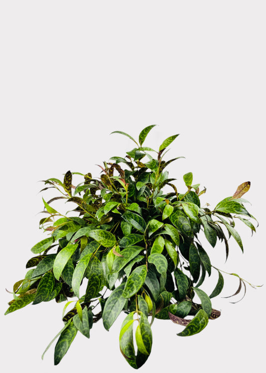 Lipstick Plant Black Pagoda in green hanging pot – full view – Rainbow Rosemead