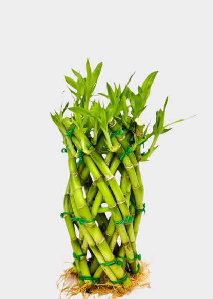 Lucky Bamboo Pineapple arrangement in green bands – full view – Rainbow Rosemead
