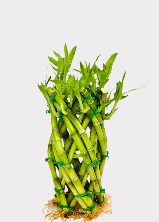 Lucky Bamboo Pineapple arrangement in green bands – full view – Rainbow Rosemead