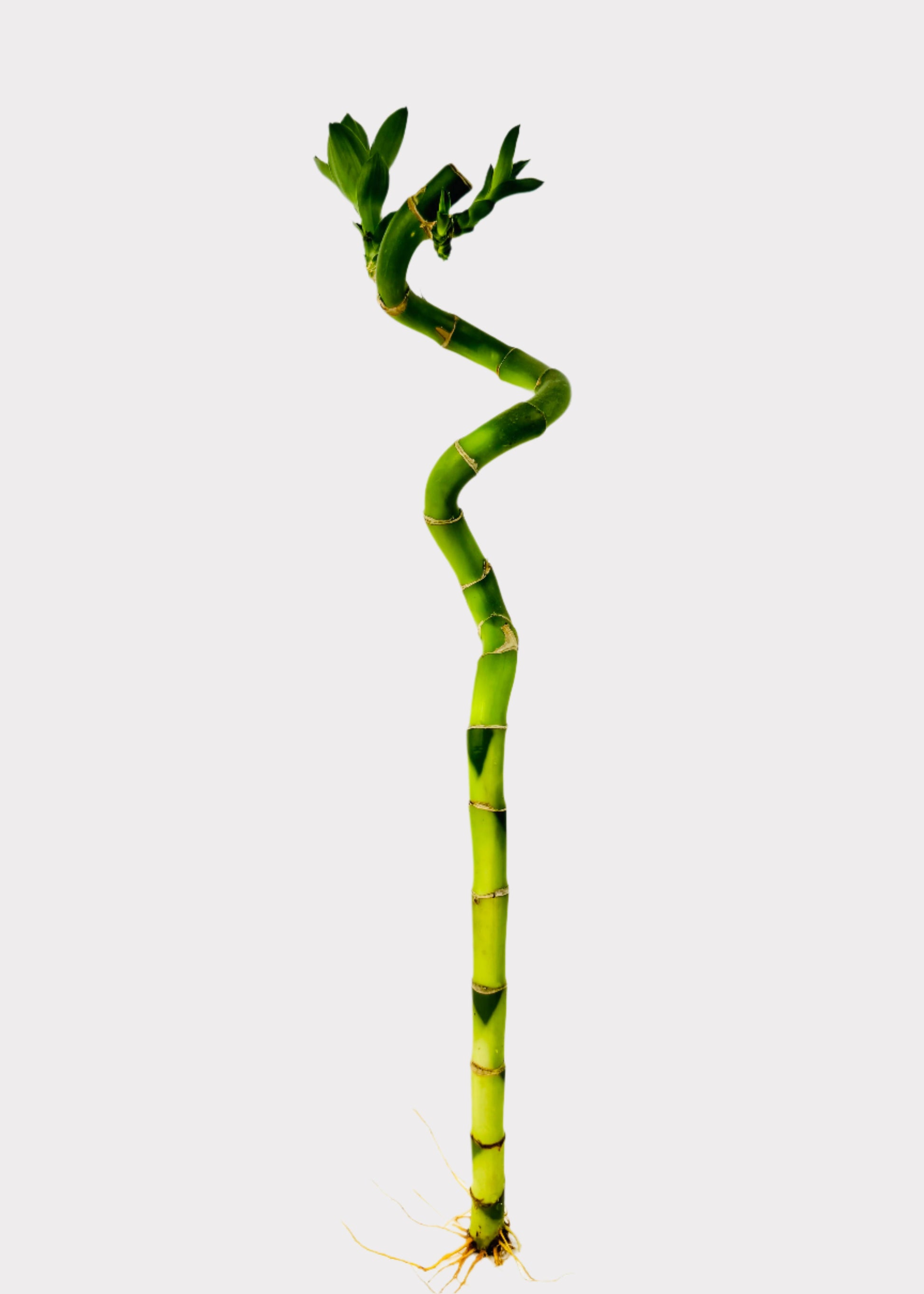 Lucky Bamboo single spiral stalk with green shoots – full view – Rainbow Rosemead
