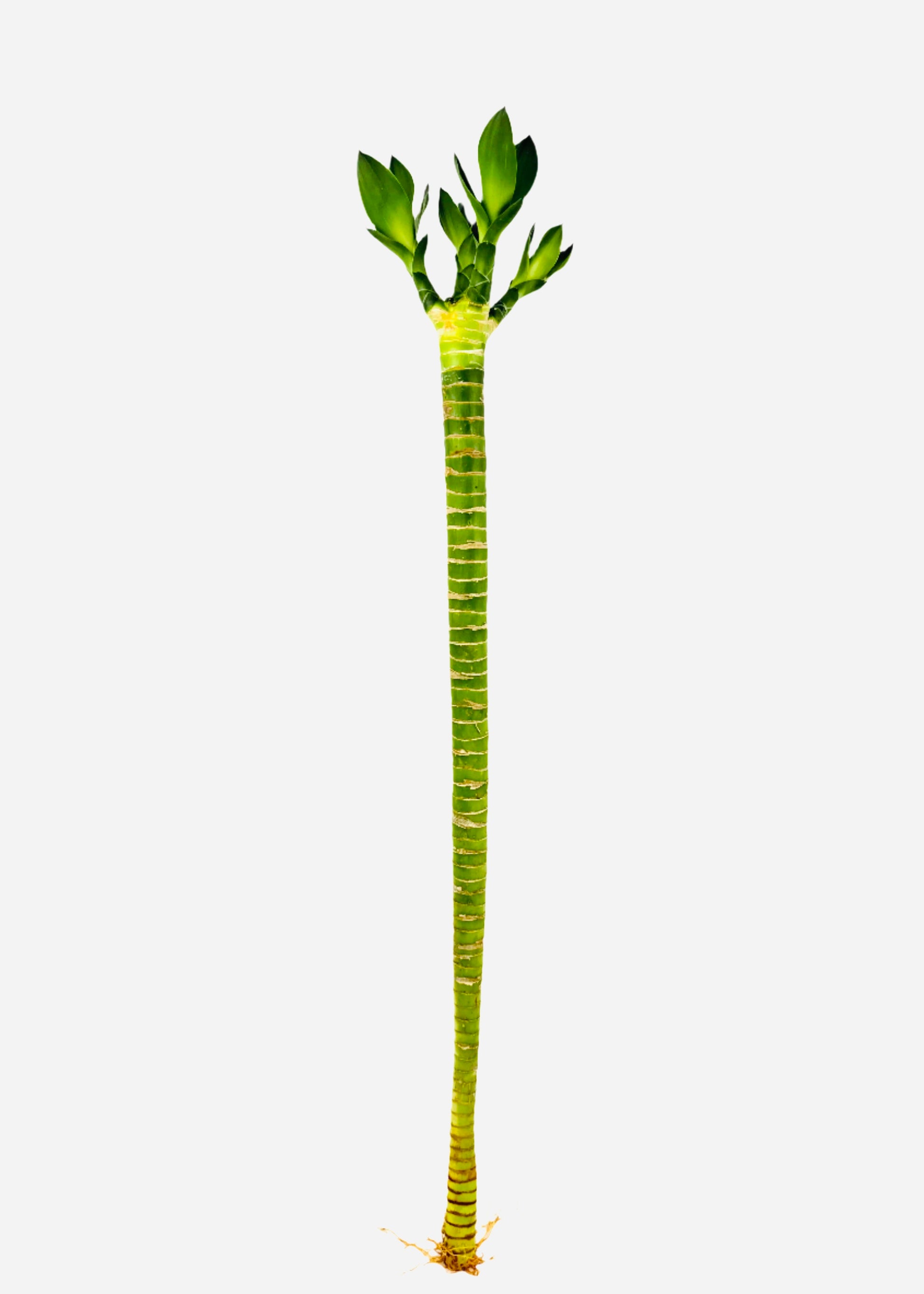 Lucky Bamboo single straight stalk with multi-growth leaves – full view – Rainbow Rosemead