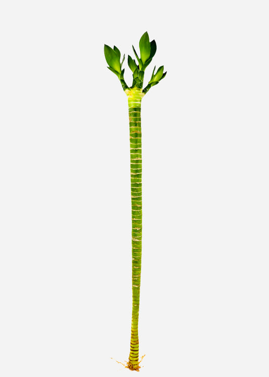 Lucky Bamboo single straight stalk with multi-growth leaves – full view – Rainbow Rosemead