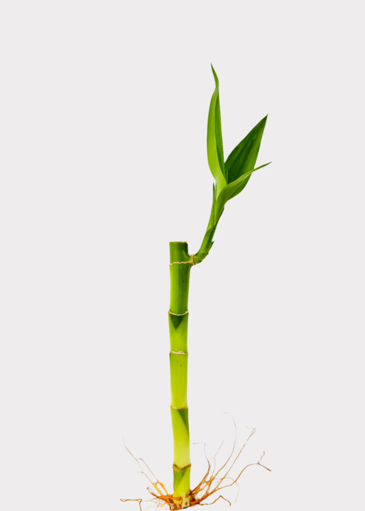 Lucky Bamboo single straight stalk with green leaves – full view – Rainbow Rosemead