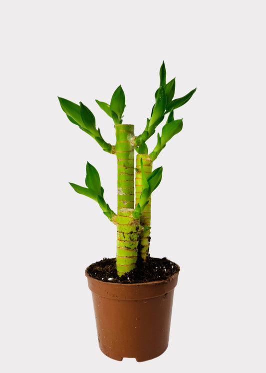 Lucky Bamboo Straight Multi-Growth in brown pot – full view – Rainbow Rosemead