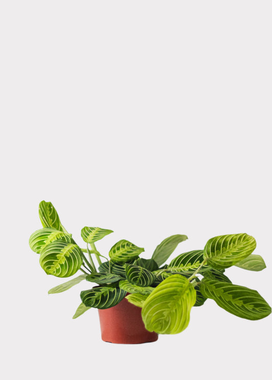 Lemon Lime Prayer Plant in brown pot with striped leaves – full view – Rainbow Rosemead
