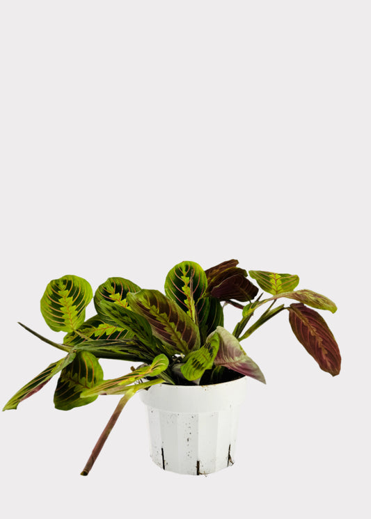 Red Prayer Plant in white pot with green leaves and red veins – full view – Rainbow Rosemead