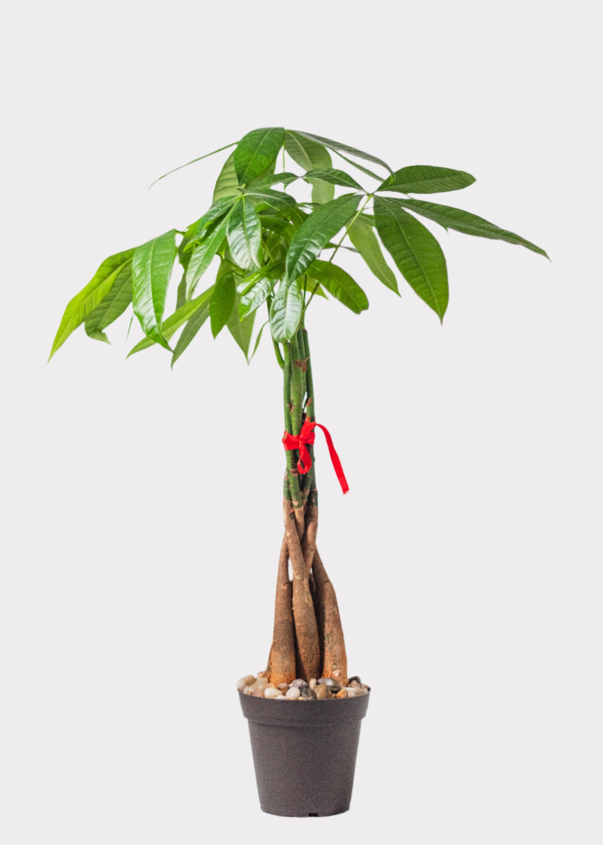 Braided Money Tree in black pot with green leaves and red ribbon accent – Rainbow Rosemead