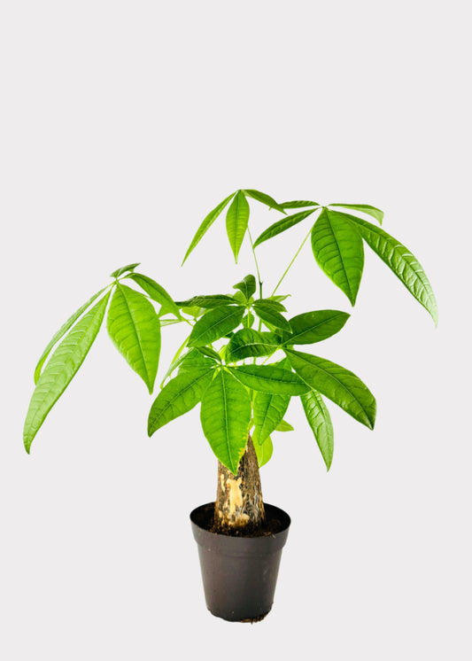 Money Tree stump in black pot with broad green leaves and thick trunk – Rainbow Rosemead