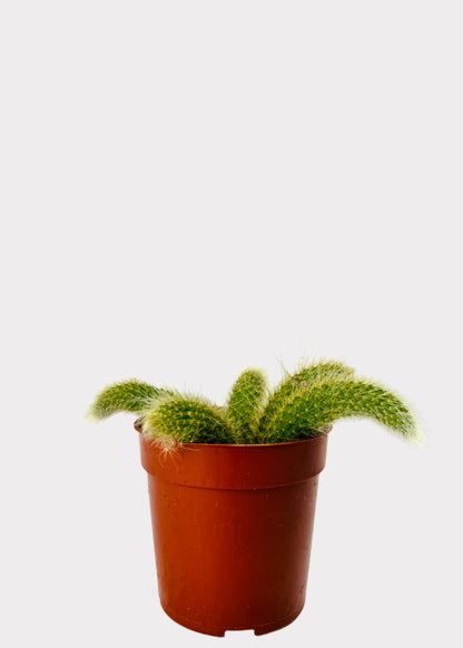 Monkey Tail Cactus with fuzzy trailing stems in brown nursery pot – front view – Rainbow Rosemead