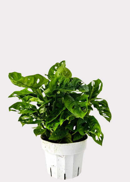 Monstera Adansonii potted plant showing lush vines and holey leaves – full view – Rainbow Rosemead