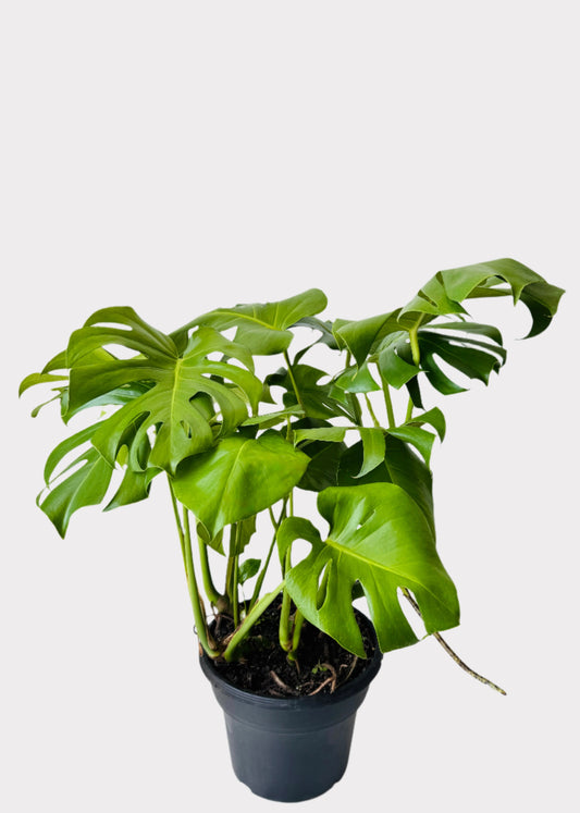Monstera Deliciosa Swiss Cheese Plant with fenestrated green leaves in black pot – Rainbow Rosemead