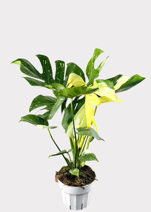 Monstera Deliciosa Thai Constellation with variegated cream and green leaves in white pot – Rainbow Rosemead