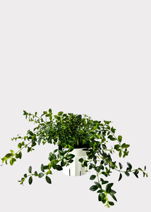 Nematanthus Goldfish Plant with trailing glossy green foliage in a white pot – Rainbow Rosemead