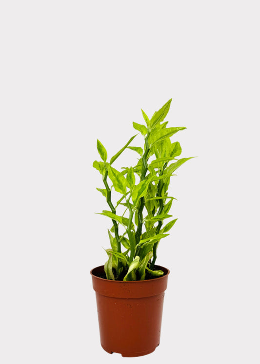 Pedilanthus Jacob’s Ladder with upright green stems in a brown nursery pot – Rainbow Rosemead