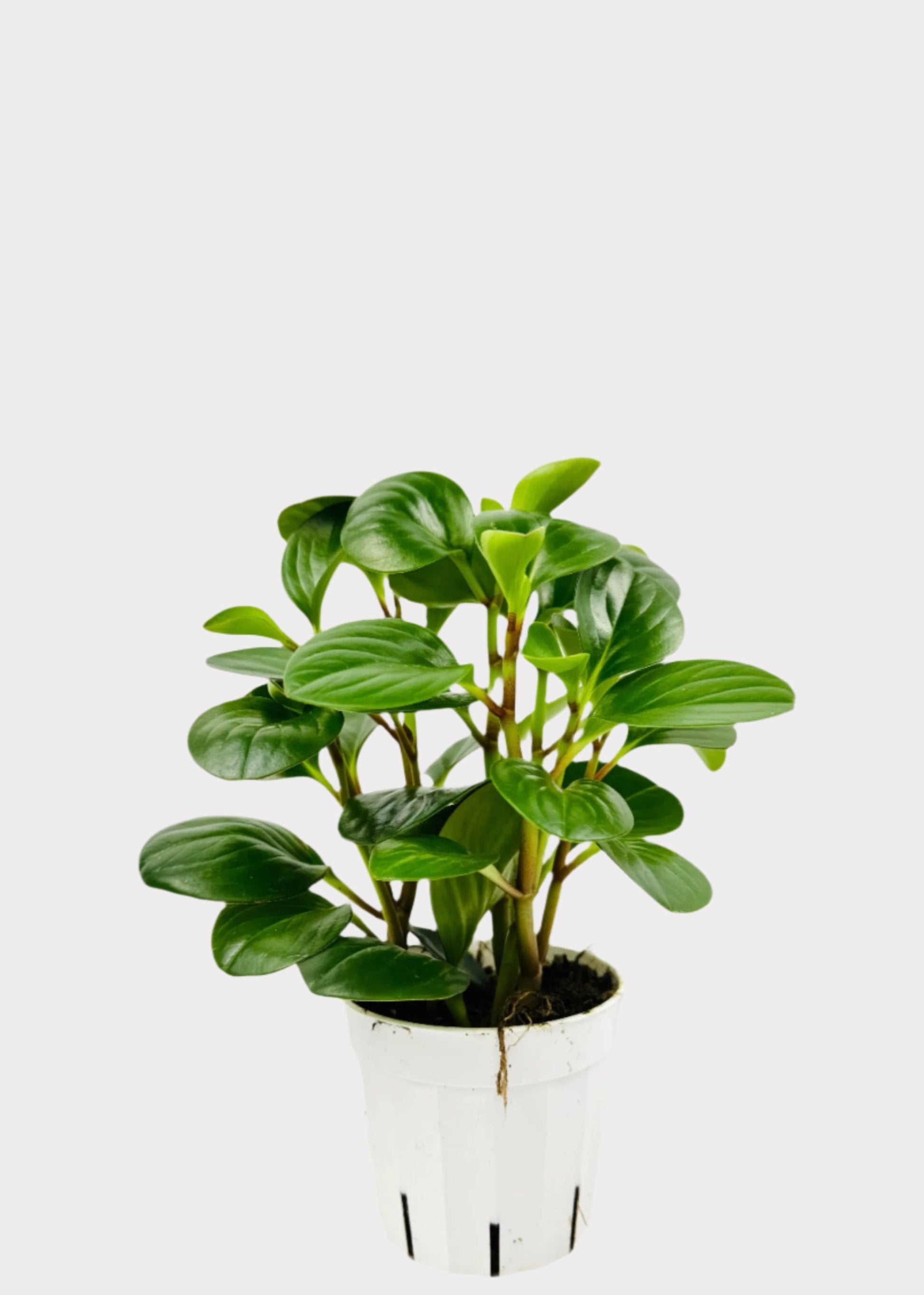 Peperomia Baby Rubber Plant with round glossy green leaves in white nursery pot – Rainbow Rosemead