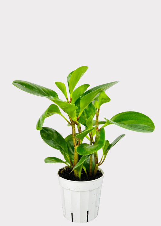 Peperomia Lemon Lime in white plastic pot – full view – Rainbow Rosemead