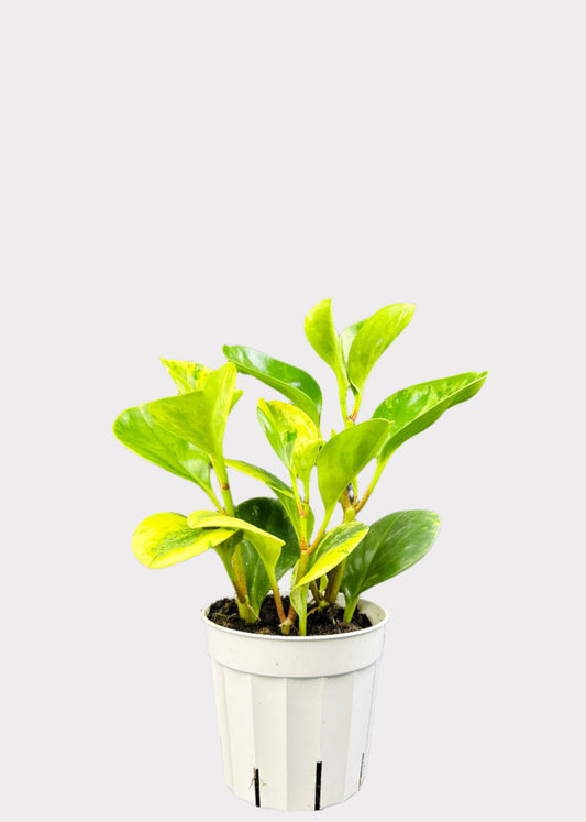 Peperomia Marble Baby Rubber Plant in white plastic pot – full view – Rainbow Rosemead