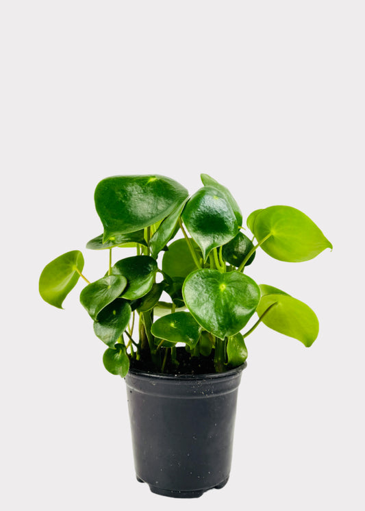 Peperomia Raindrop in black plastic pot – full view – Rainbow Rosemead