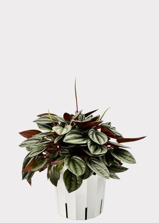 Peperomia San Marino in white plastic pot – full view – Rainbow Rosemead