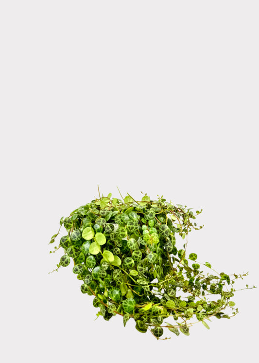 Peperomia String of Turtles in white plastic pot – trailing full view – Rainbow Rosemead