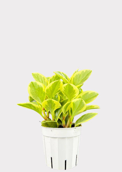 Peperomia Variegated Baby Rubber Plant in white pot – full view – Rainbow Rosemead