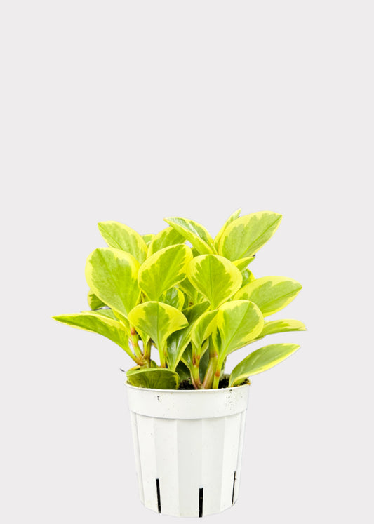 Peperomia Variegated Baby Rubber Plant in white pot – full view – Rainbow Rosemead