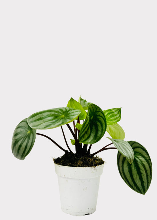 Peperomia Watermelon plant in white pot – full view – Rainbow Rosemead