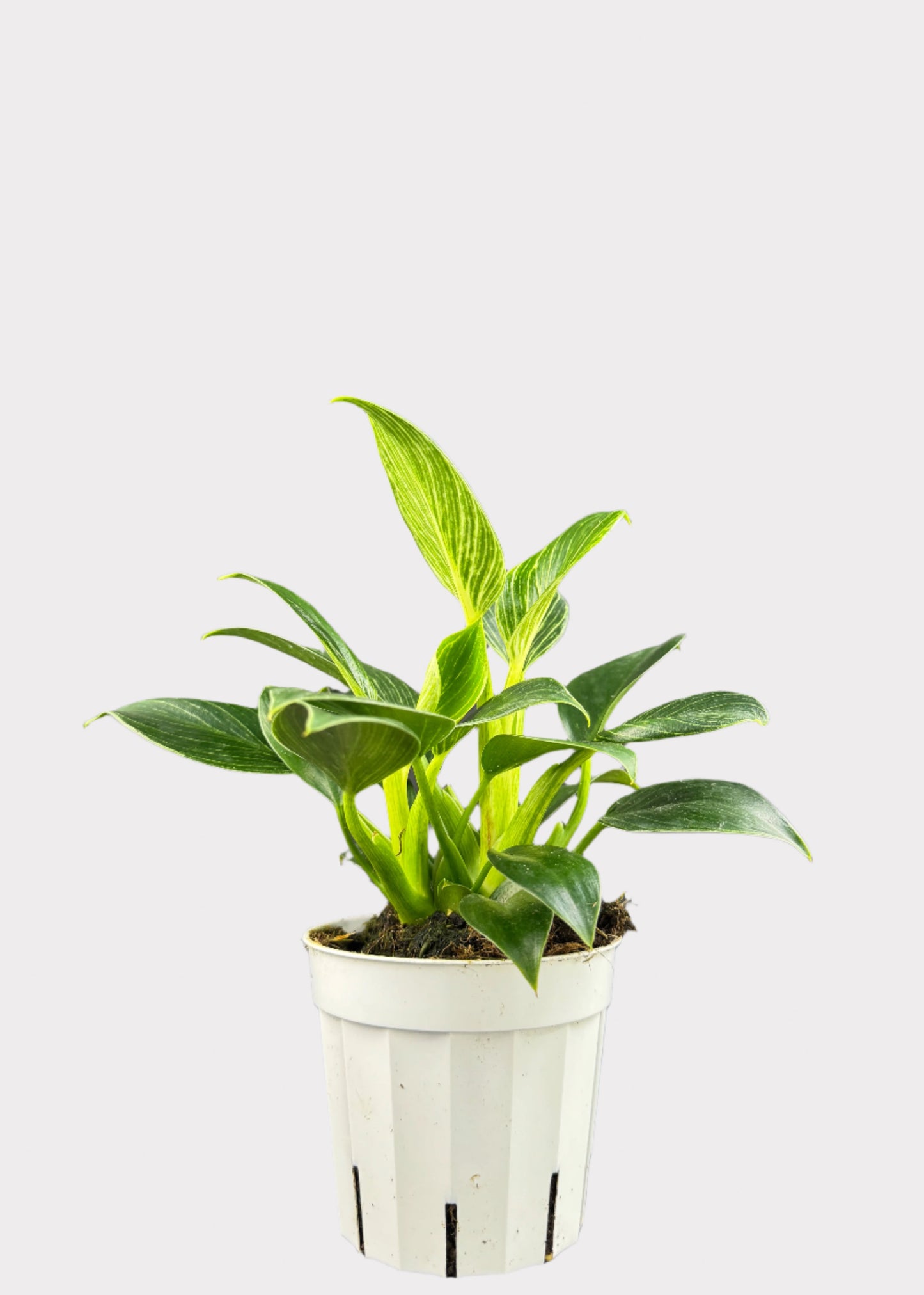 Philodendron Birkin in white pot – full view – Rainbow Rosemead