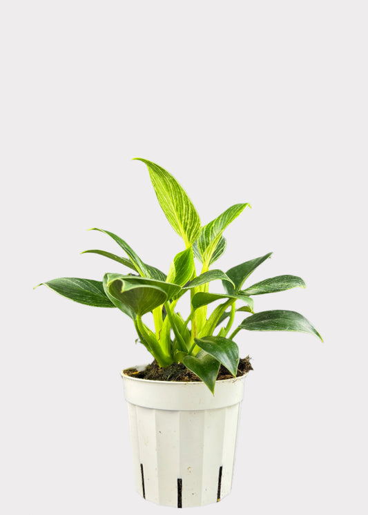 Philodendron Birkin in white pot – full view – Rainbow Rosemead