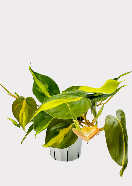 Philodendron Brasil in white pot – full view – Rainbow Rosemead