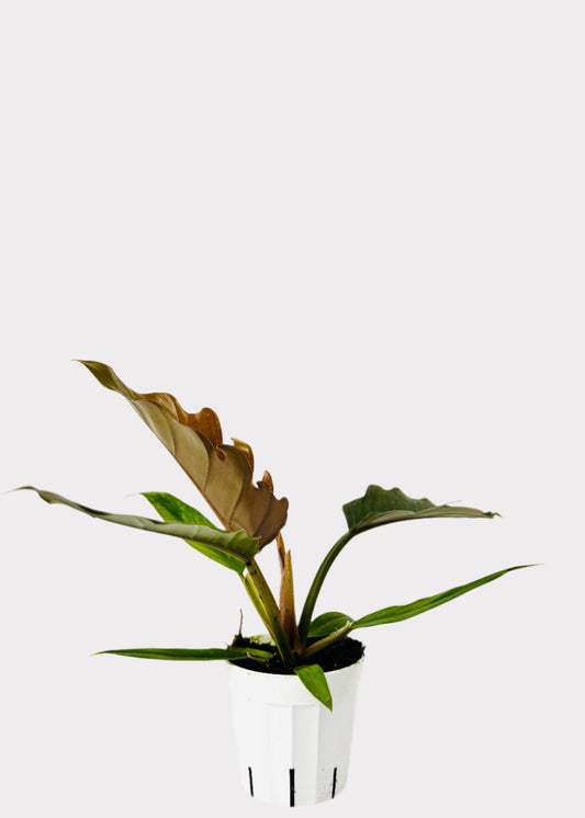 Philodendron Caramel Pluto in white pot – full view – Rainbow Rosemead