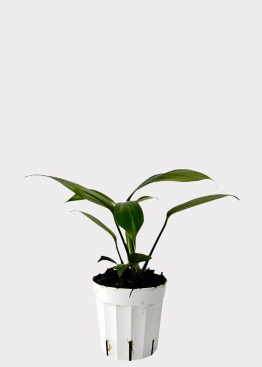Philodendron Dragon Tail Plant in white pot – full view – Rainbow Rosemead